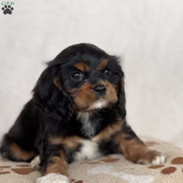 Miles, Cavalier King Charles Spaniel Puppy