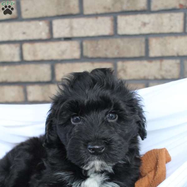 Frankie, Portuguese Water Dog Puppy