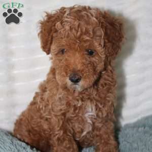 Tansy, Miniature Poodle Puppy