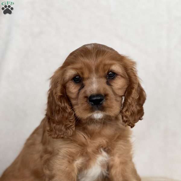 Milo, Cavalier King Charles Spaniel Puppy