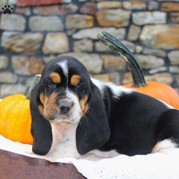 Chase, Basset Hound Puppy