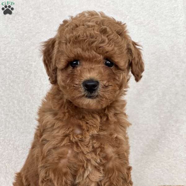 Truffle, Mini Goldendoodle Puppy