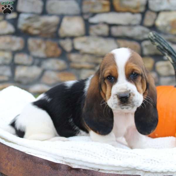 Zuma, Basset Hound Puppy