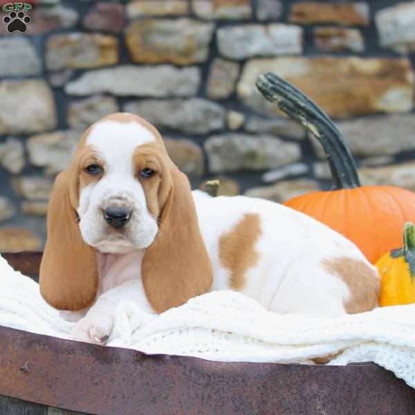 Skye, Basset Hound Puppy