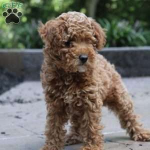 Tansy, Miniature Poodle Puppy