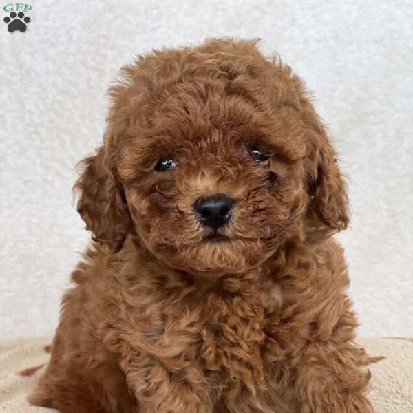 Theo, Mini Goldendoodle Puppy