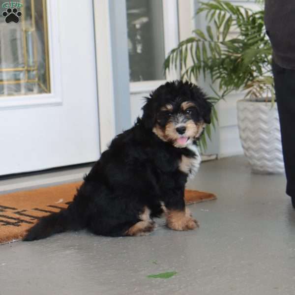 Carlos, Mini Bernedoodle Puppy