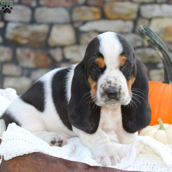 Marshall, Basset Hound Puppy