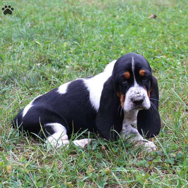 Rocky, Basset Hound Puppy