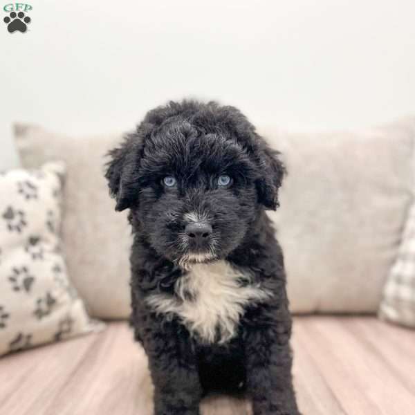 Cooper, Aussiedoodle Puppy