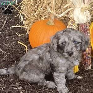 Misty, Cavapoo Puppy