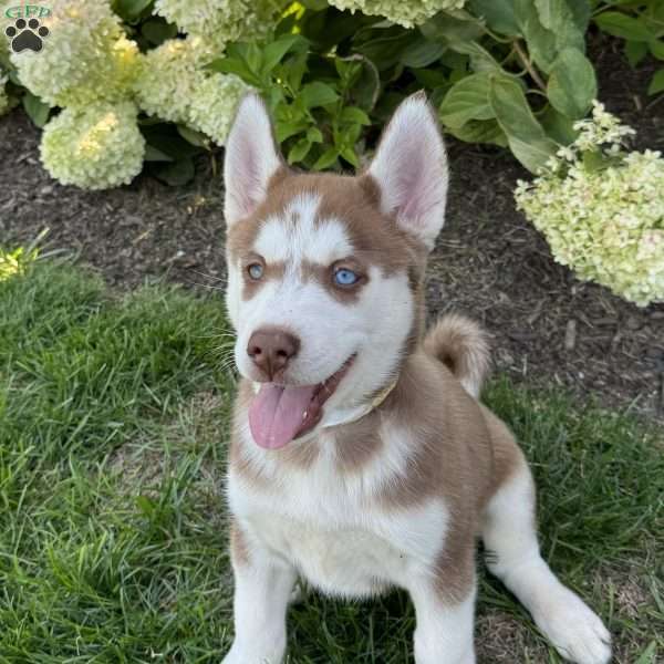 Ava, Siberian Husky Puppy