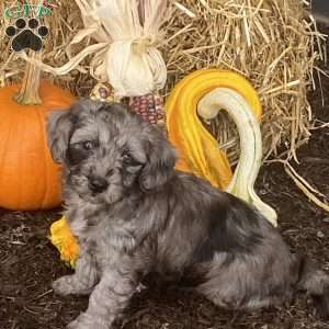 Misty, Cavapoo Puppy