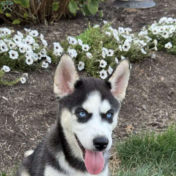 Amber, Siberian Husky Puppy