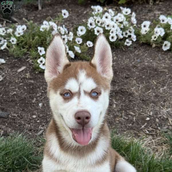 Allie, Siberian Husky Puppy