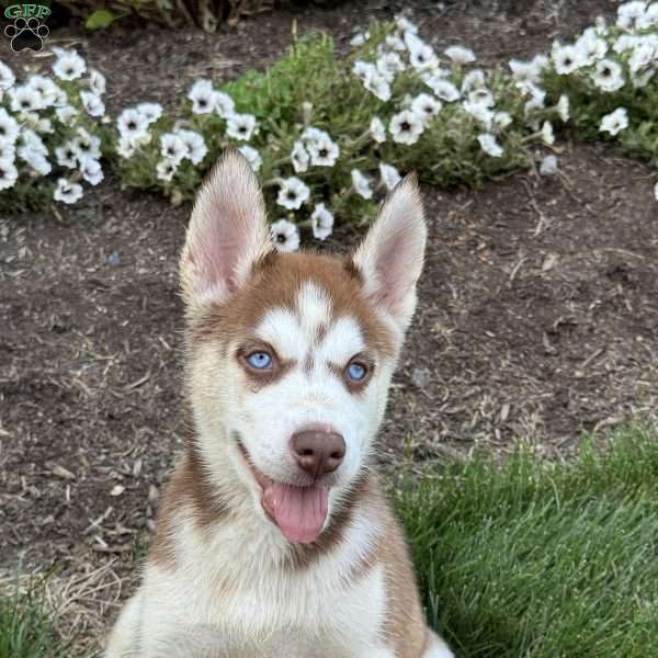 Alexia, Siberian Husky Puppy