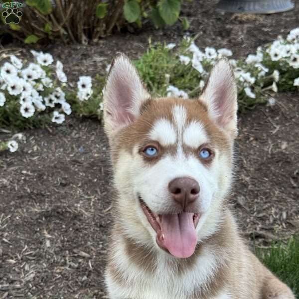 Ace, Siberian Husky Puppy