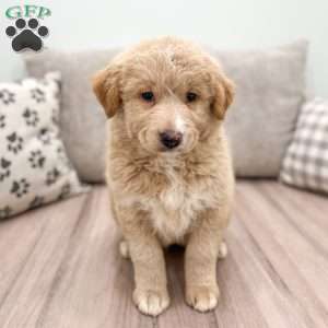 Flower, Aussiedoodle Puppy