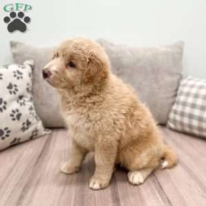 Flower, Aussiedoodle Puppy