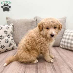 Flower, Aussiedoodle Puppy