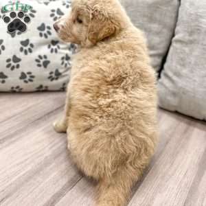 Flower, Aussiedoodle Puppy