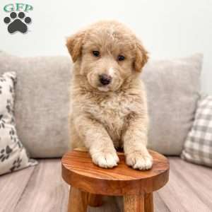 Flower, Aussiedoodle Puppy