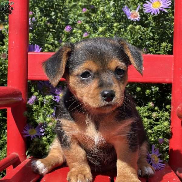 Lucinda, Chihuahua Mix Puppy