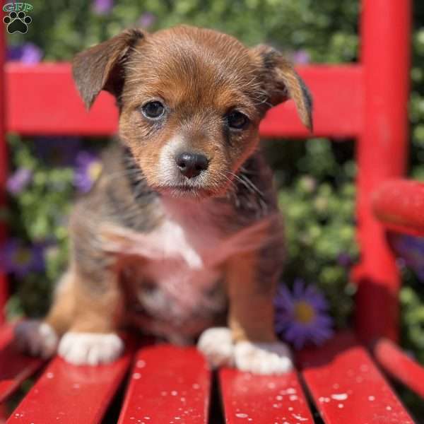 Lucky Star, Chihuahua Mix Puppy