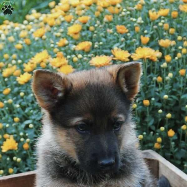 Big Red, German Shepherd Puppy