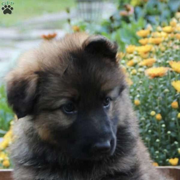 Cutter, German Shepherd Puppy