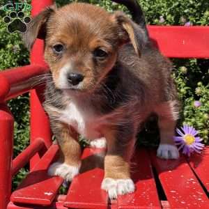 Lucky Star, Chihuahua Mix Puppy