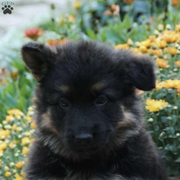 Sterling, German Shepherd Puppy