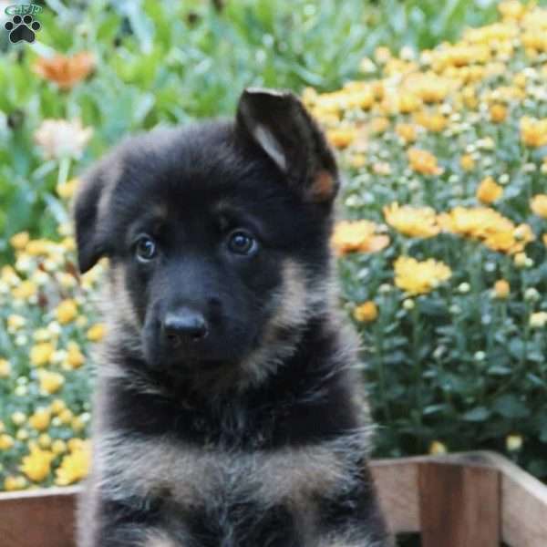 Jade, German Shepherd Puppy