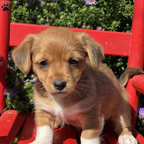 Lindy Rose, Chihuahua Mix Puppy