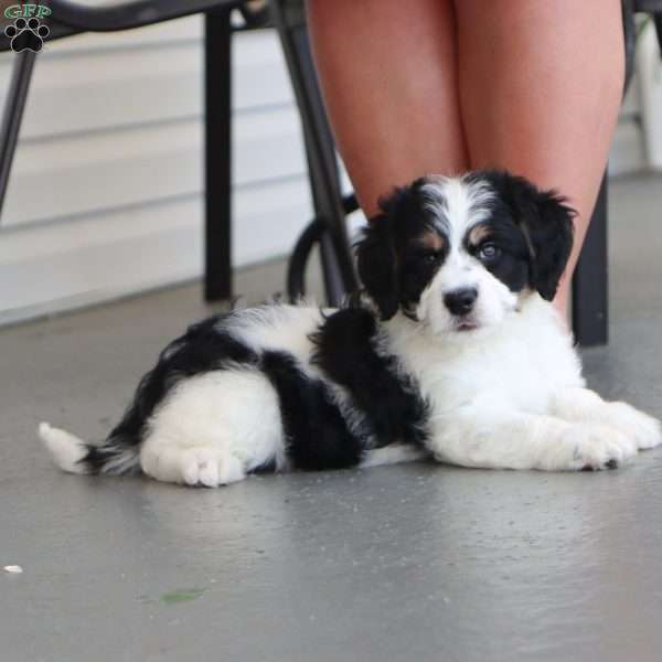 Chance, Mini Bernedoodle Puppy