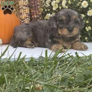 Pepsi, Cavapoo Puppy