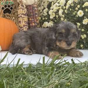 Pepsi, Cavapoo Puppy