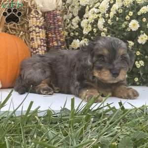 Pepsi, Cavapoo Puppy