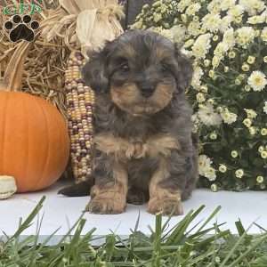 Pepsi, Cavapoo Puppy