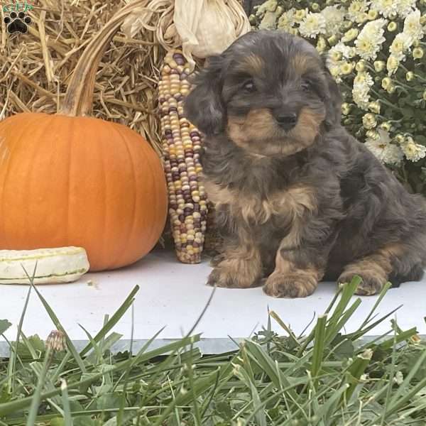 Pepsi, Cavapoo Puppy