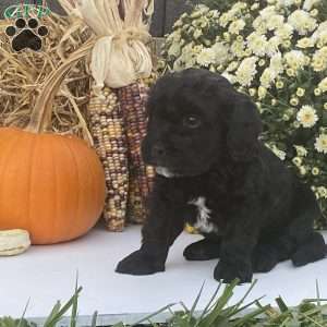 Bradly, Cavapoo Puppy