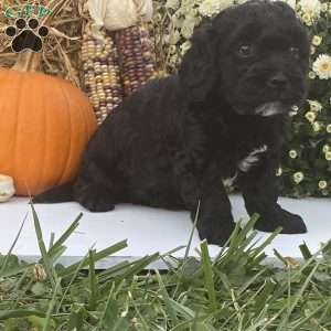 Bradly, Cavapoo Puppy