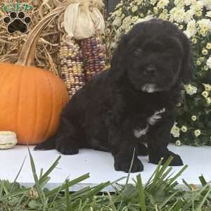 Bradly, Cavapoo Puppy