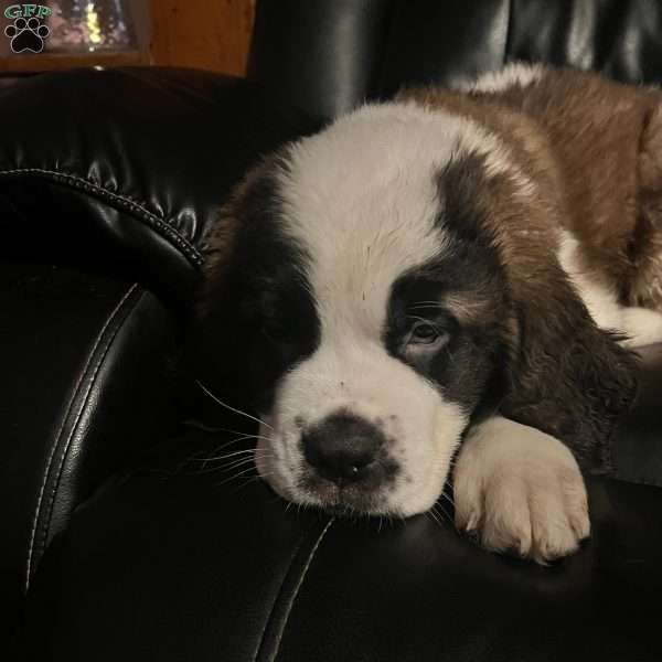 Grinch, Saint Bernard Puppy