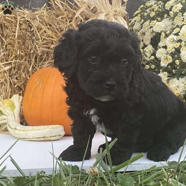 Bradly, Cavapoo Puppy