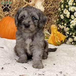 Misty, Cavapoo Puppy