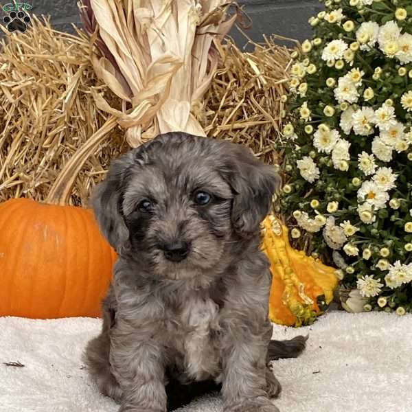 Misty, Cavapoo Puppy