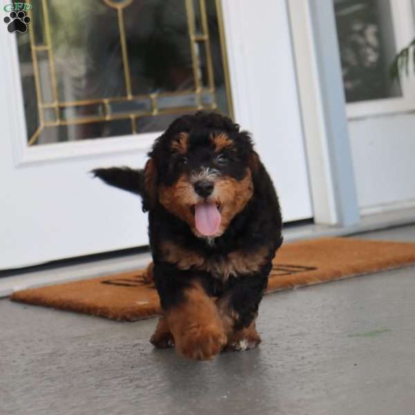 Cameron, Mini Bernedoodle Puppy