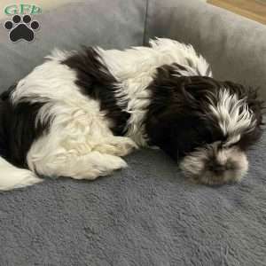 Lou, Shih Tzu Puppy