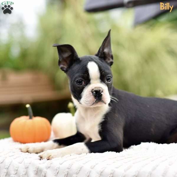 Billy, Boston Terrier Puppy